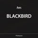 Blackbird Single