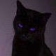 Bastet Single