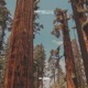 Sequoia Single