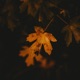 Yarrow Leaf Single