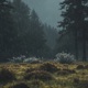 Midnight Rain the Umbrella Kept One Last Chord EP