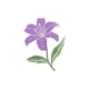 Flower Single