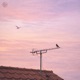 Rooftop Daydreams Single
