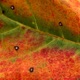Autumn in NY Single