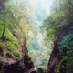 Spirits of the Forest