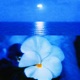 Ocean Crush feat Swan Lingo Single