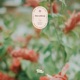 Strolling Single
