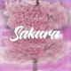 Sakura Single
