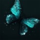 Butterflies Single