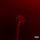 PALM TREES feat Isaiah The Wulf Kili Single