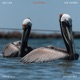 Pelicanos Single