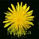 Maleza Single