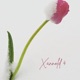 Xannold 4 feat Derek Single