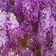 Wisteria Single