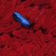 Blue Pill Single
