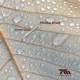 Summer Drops