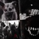 STRAYDOGZ feat Yn Krol Single