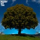 Plant Eit Tre Single