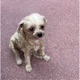 A Day in the Life of a Silly Maltipoo Single