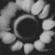 Girasoles Single