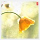 Buttercup Single