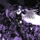 Raven feat amore Single