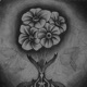 Teardrops Single