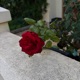 Rozen Single