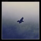 Nepenthe Single