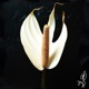 Anthurium Rot Single