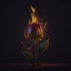 Poetry Single