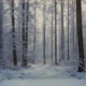 RootsOfTheWillowTree feat Henry Mosto EP