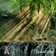 Enchanted Forest Single