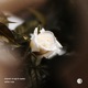 White Rose Single
