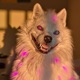 Vain Wolf Daddy Single