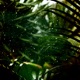 Forest Rain Loop Single