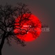 Bloodline EP