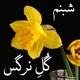 Gul e Narges