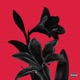 Love War Single