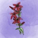 Pecking Stars Single
