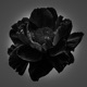 All Black Single