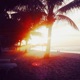 Palm Beach Single