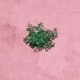 blossoms Single
