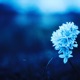 COLD Single