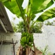 Banana Tree Single