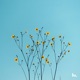 Beautiful Single