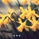 daffodil Single