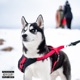 HUSKY feat A GIRL Big Skeez Project Peters Remix Single
