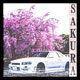 Sakura Single