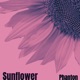 Sunflower Single